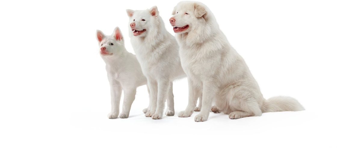 Gohan at three ages: puppy, young dog and grown dog